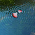 Serene Scenery with Red Petals Floating on Water Surface Creating Ripples and Green Reflections