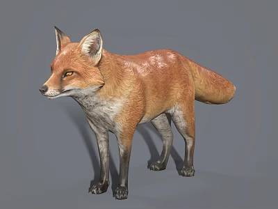 modern fox 3d model modern fox 3d model