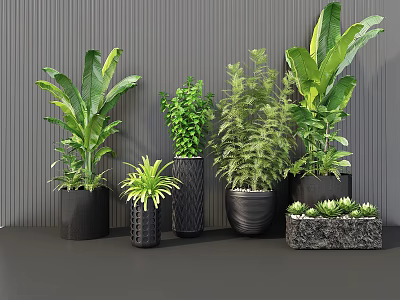 Bonsai and Potted Plants with Various Green Foliage in Black Pots Against Gray Wall 3d model