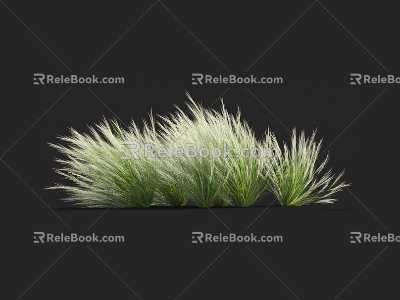 Thatch feather grass needle grass grass grass grass fescue weeds weeds miscanthus barley grass cattail 3d model