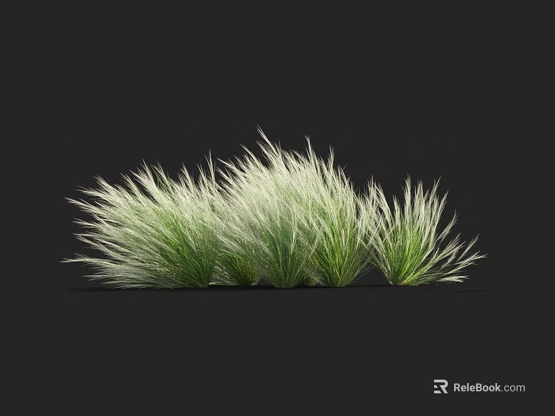 Green And White Ornamental Grass Clumps With Slender Leaves For Garden Decoration 3d model 