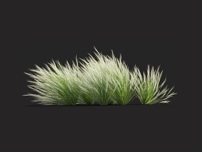 Green And White Ornamental Grass Clumps With Slender Leaves For Garden Decoration 3d model