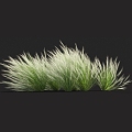 Thatch feather grass needle grass grass grass grass fescue weeds weeds miscanthus barley grass cattail 3d model