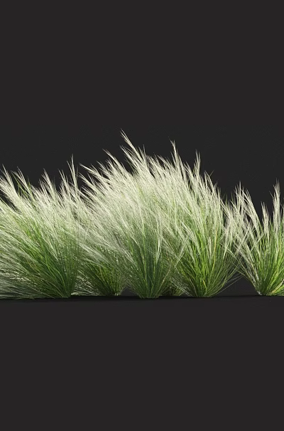 Green And White Ornamental Grass Clumps With Slender Leaves For Garden Decoration 3d model