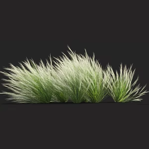 Thatch feather grass needle grass fescue weeds miscanthus barley grass cattail 3d model