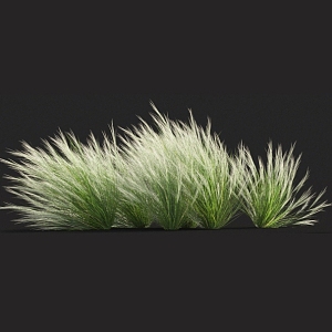 Thatch feather grass needle grass fescue weeds miscanthus barley grass cattail 3d model