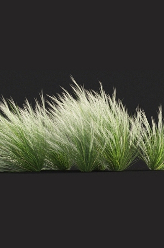 Thatch feather grass needle grass fescue weeds miscanthus barley grass cattail 3d model