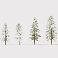 Row of Tall Arbor Trees With Slender Trunks And Green Foliage In Snowy Landscape