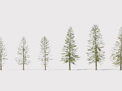 Row of Tall Arbor Trees With Slender Trunks And Green Foliage In Snowy Landscape 3d model