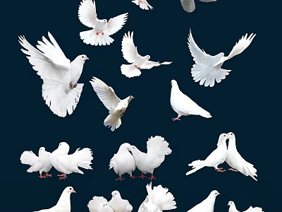 White Flying Pigeons in Different Poses Flying and Standing Against Dark Background 3d model