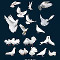 White Flying Pigeons in Different Poses Flying and Standing Against Dark Background 3d model