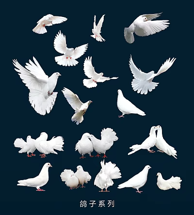 White Flying Pigeons in Different Poses Flying and Standing Against Dark Background 3d model