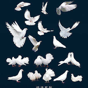 birds dove peace dove white pigeon carrier pigeon flying pigeon 3d model