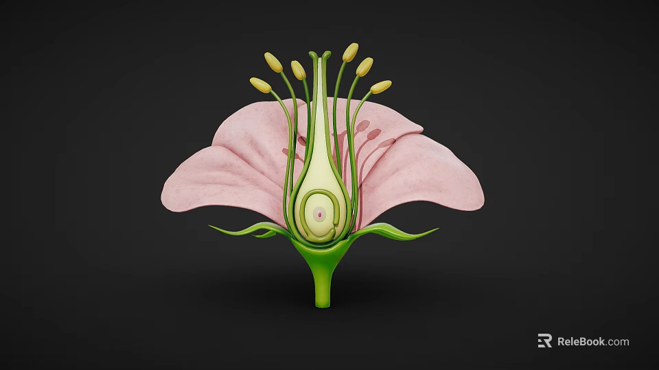 3D Model Of Flower Internal Structure With Pink Petals Green Pistil And Yellow Anthers 3d model 