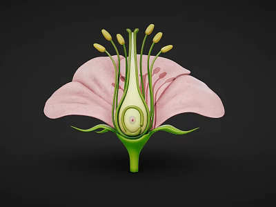 3D Model Of Flower Internal Structure With Pink Petals Green Pistil And Yellow Anthers 3d model