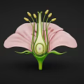 3D Model Of Flower Internal Structure With Pink Petals Green Pistil And Yellow Anthers