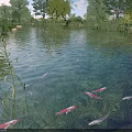 Red and gray fish swimming in pond with reeds trees and rippling water