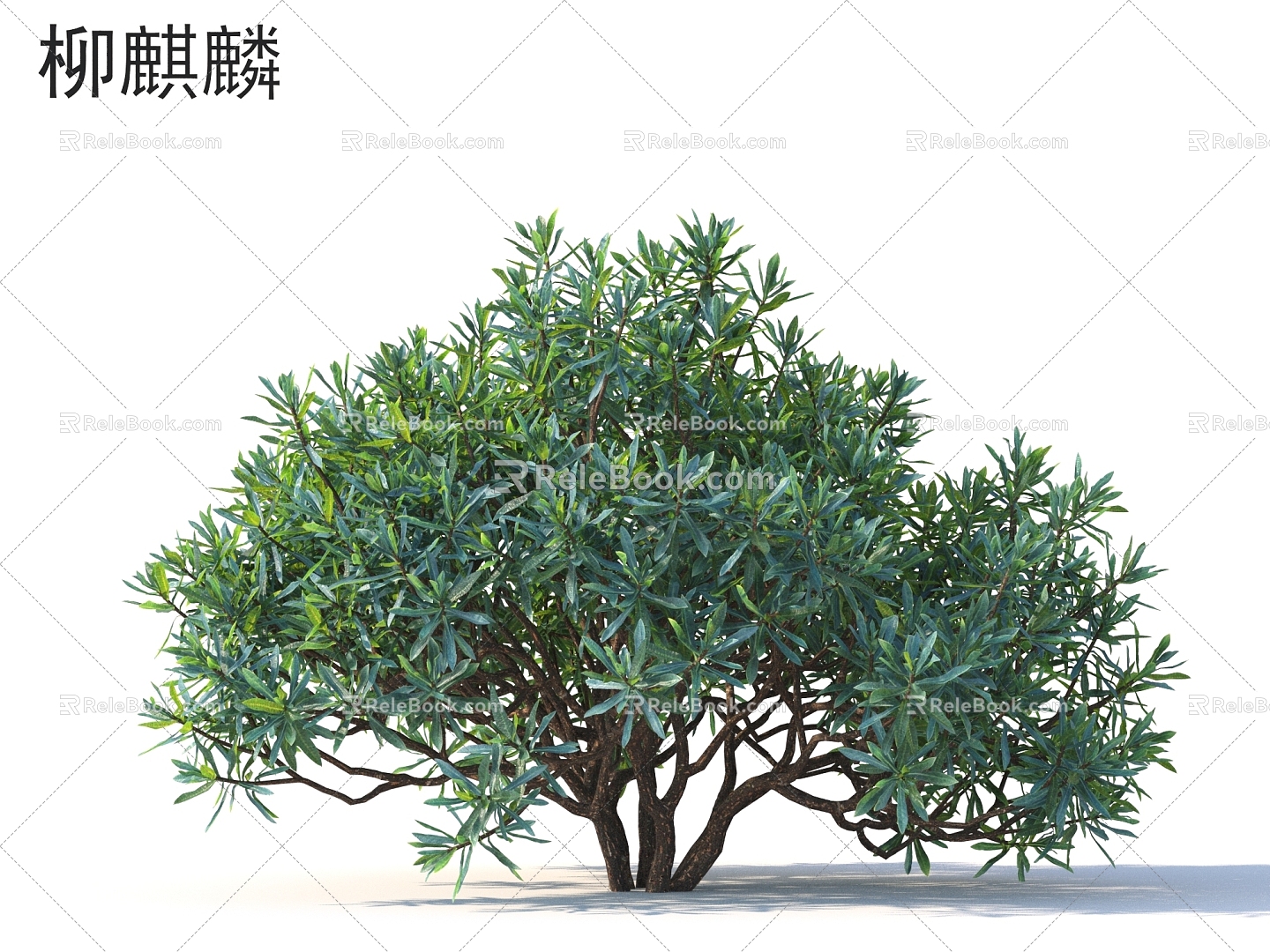 Willow Kirin Small Trees Trees Plants model