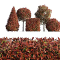 Decorative Shrubs with Red Green Leaves Various Shapes for Landscape Design