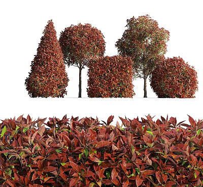 Shrub Photinia 3d model