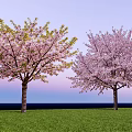 Two Beautiful Arbor Trees With Pink Blossoms Against Blue Sky And Green Grass