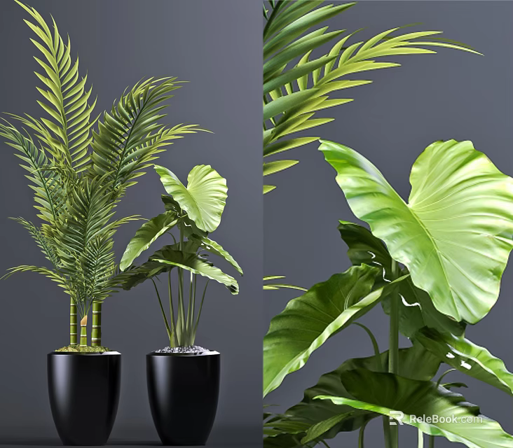 Various Green Leafy Indoor Potted Plants with Large Leaves Feathery Fronds Black Pots 3d model 