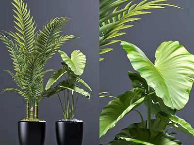Various Green Leafy Indoor Potted Plants with Large Leaves Feathery Fronds Black Pots 3d model
