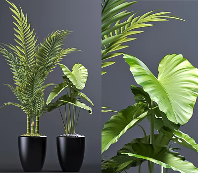 Various Green Leafy Indoor Potted Plants with Large Leaves Feathery Fronds Black Pots 3d model