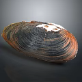 Mussel Shell With Brown Black Orange Stripes And White Spots On Dark Background