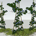 Climbing Plants With Purple Flowers On Bamboo Frames Over Green Grass And Blue Sky