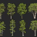 Various Types of Green Leafy Trees with Different Trunk Shapes and Lush Foliage Canopies