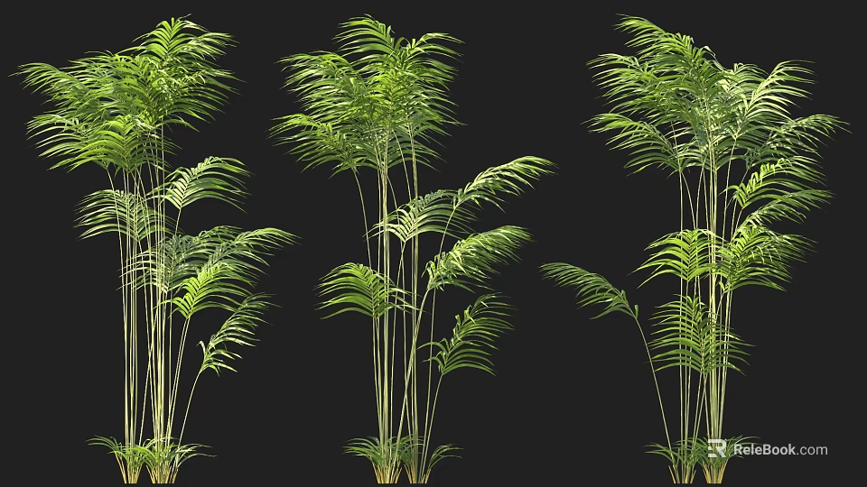 Lush Green Bamboo Plants With Long Stems And Leaves On Black Background 3d model 