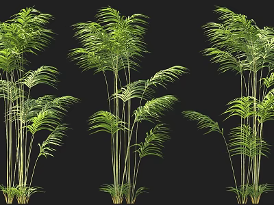 Lush Green Bamboo Plants With Long Stems And Leaves On Black Background 3d model