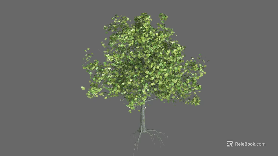 Lush Green Arbor With Healthy Leaves Strong Trunk And Exposed Roots 3d model 
