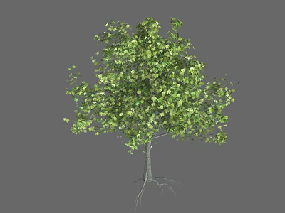 Lush Green Arbor With Healthy Leaves Strong Trunk And Exposed Roots 3d model