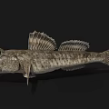 Unique Aquatic Fish With Large Eyes Open Mouth Textured Skin And Fan Shaped Fins