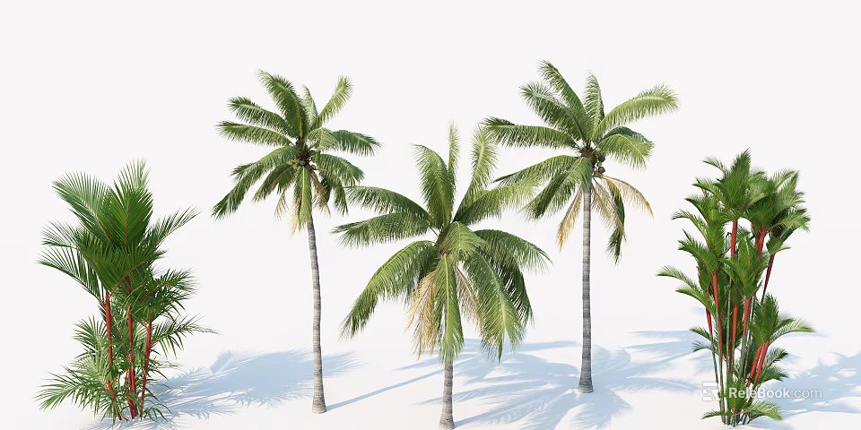 Tall Green Palm Trees With Lush Fronds And Shadows Against White Background 3d model