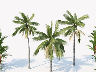 Tall Green Palm Trees With Lush Fronds And Shadows Against White Background 3d model