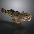 Rough Skinned Fish With Open Mouth And Unique Fins On Dark Background