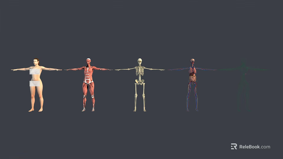 Detailed Human Anatomy Models as Medical Devices Featuring Muscle Skeletal Vascular Structures for Education 3d model 