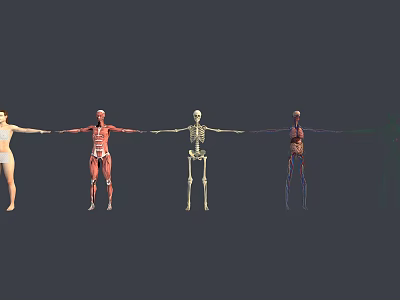 Detailed Human Anatomy Models as Medical Devices Featuring Muscle Skeletal Vascular Structures for Education 3d model