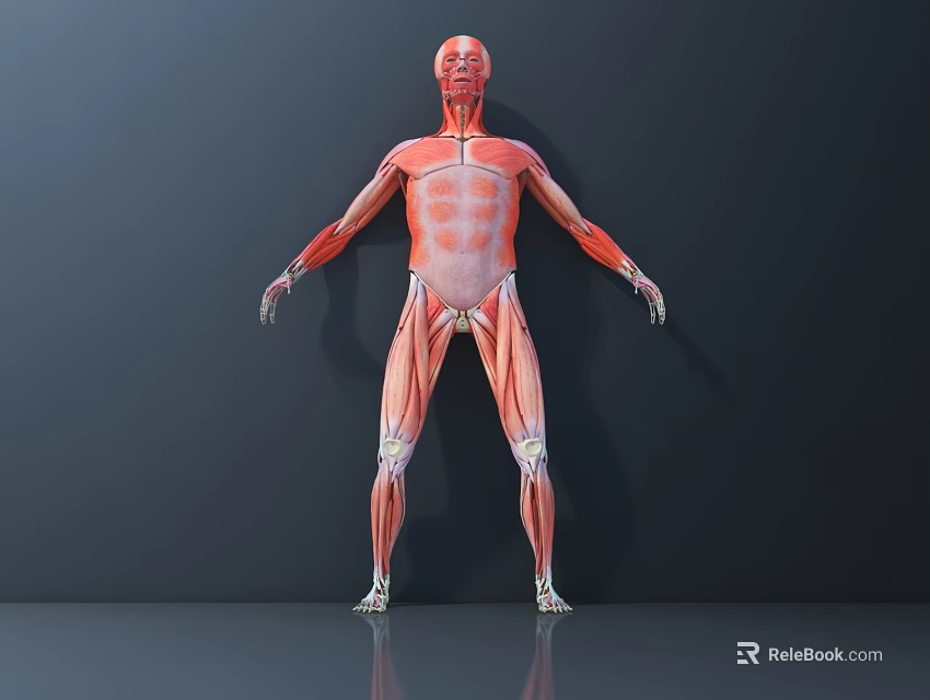 Human Muscle Anatomy 3D Medical Device Anatomical Model for Educational Use 3d model 