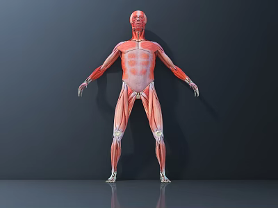 Human Muscle Anatomy 3D Medical Device Anatomical Model for Educational Use 3d model