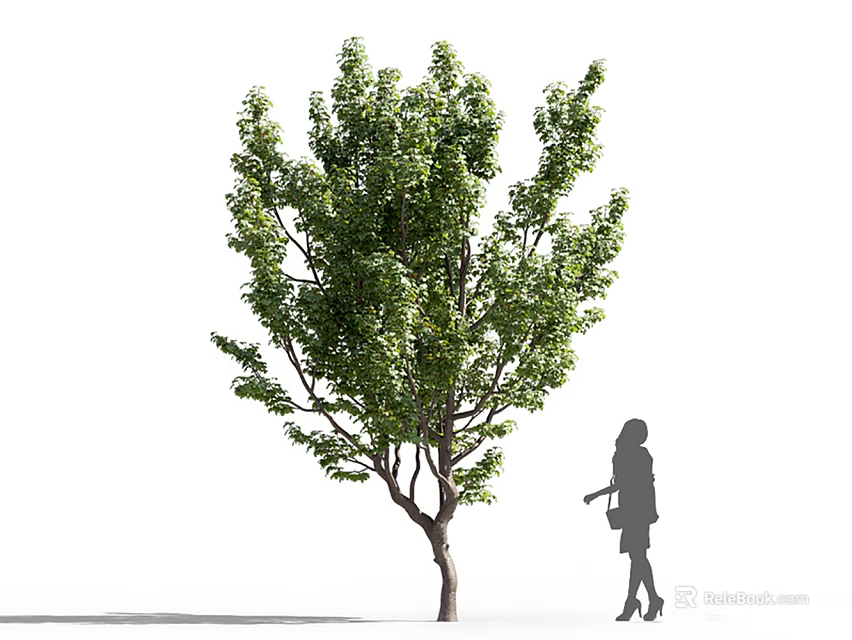 Arbor With Lush Green Foliage And Silhouette Of A Woman In Outdoor Scene 3d model 
