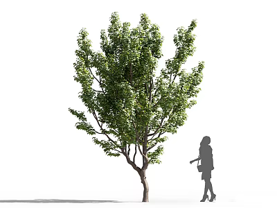 Arbor With Lush Green Foliage And Silhouette Of A Woman In Outdoor Scene 3d model