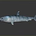 Blue and White Striped Shark 3D Model on Dark Background with Reflection