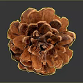 Natural Brown Pine Cone Decorative Ornament For Home Interior Decoration
