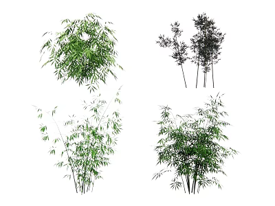 Different Varieties of Bamboo with Lush Green Foliage and Tall Stems 3d model
