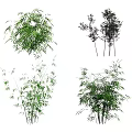 Different Varieties of Bamboo with Lush Green Foliage and Tall Stems