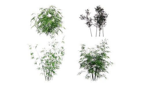 Bamboo 3d model